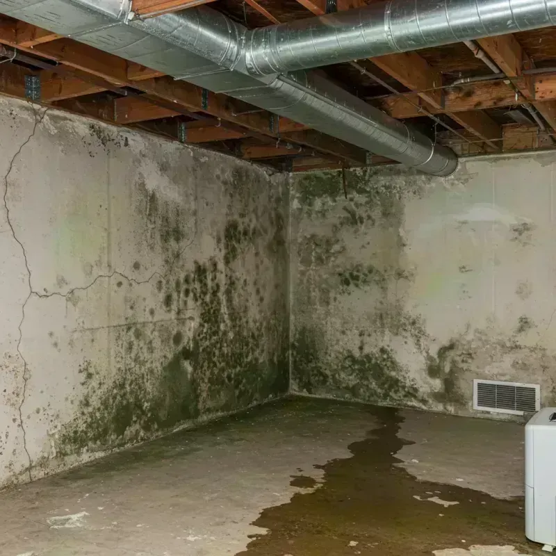 Professional Mold Removal in Stayton, OR